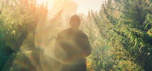 washington state regulators shut down operations at several outdoor cannabis farms and processing facilities after testing revealed high levels of a dangerous pesticide used at the site, a former orchard, decades ago, washington cultivation orchard