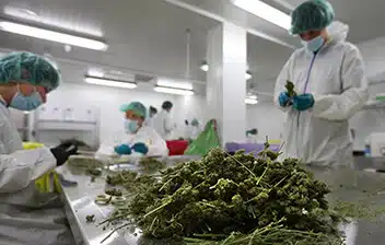 Cannabis laboratory workers in protective gear inspecting and processing cannabis plants in a clean, well-lit facility, emphasizing the importance of cannabis cultivation and testing for insurance coverage.