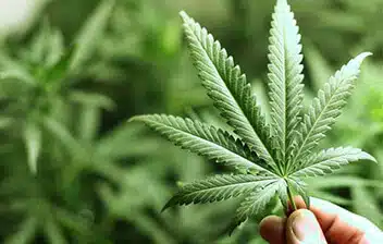 Cannabis insurance services by OG Cannabis Insurance, showcasing coverage options and client testimonials.