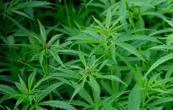 Cannabis plants with vibrant green leaves, representing cultivation in the cannabis industry, relevant to cannabis insurance coverage and property protection.