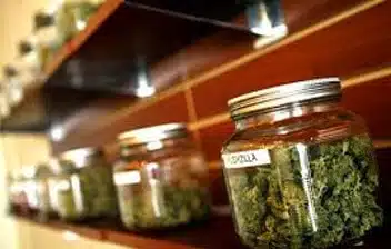 Jars of cannabis on a wooden shelf in a marijuana dispensary, showcasing various strains for sale, relevant to marijuana dispensary insurance services.