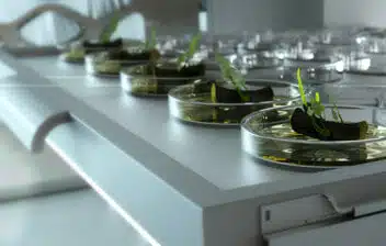 Cannabis laboratory setting with petri dishes containing samples for THC and CBD testing, highlighting the scientific analysis essential for cannabis product safety and compliance.