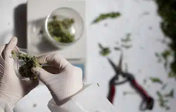 Scientist in gloves examining cannabis samples in a laboratory setting, with tools and materials for testing cannabis quality and composition.